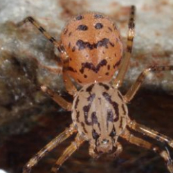 Scytodes thoracica