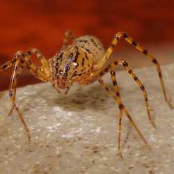 Scytodes thoracica