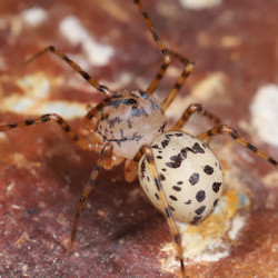 Scytodes thoracica