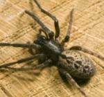 Segestria_bavarica