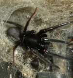 Segestria florentina