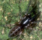 Segestria senoculata