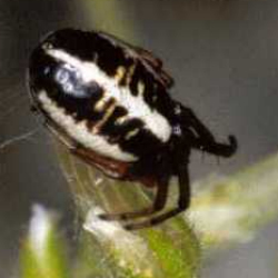 Singa hamata 