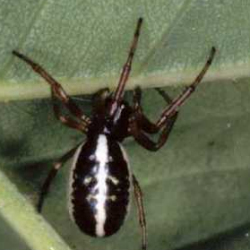 Singa nitidula