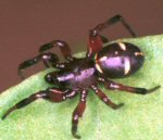 Steatoda phalerata