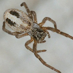Stegodyphus lineatus