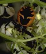 Synaema globosum
