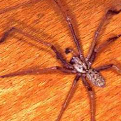 Tegenaria parietina 