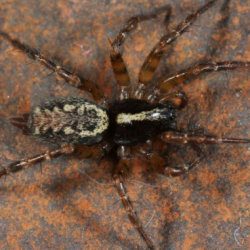 Textrix denticulata 