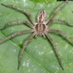 Thanatus arenarius