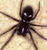 Titanoeca quadriguttata
