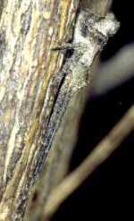 <I>Tmarus piger </I>
