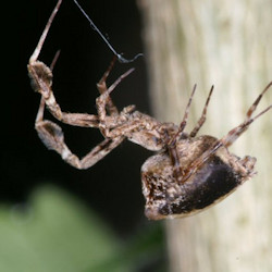 Uloborus plumipes
