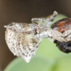 Uloborus walckenaerius