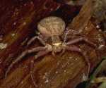 Xysticus audax
