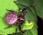 Xysticus kempelini