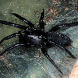 Zelotus latreillei 