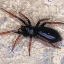 Zelotes pedestris