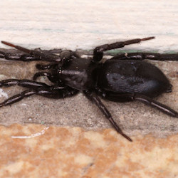 Zelotes praeficus