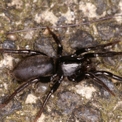 Zelotes pusillus