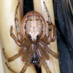 Zygiella atrica 