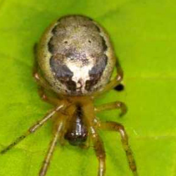 Zygiella X-notata