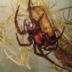 Argyroneta aquatica