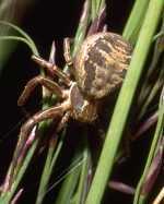 <I>Xysticus erraticus</I>