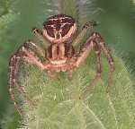 <i>Xysticus</i> <i>sabulosis</i>