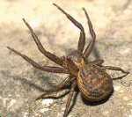 <I>Xysticus ulmi</I>
