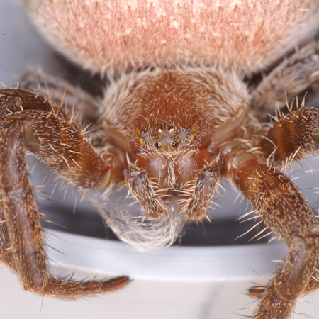 Cyrtophora exanthematica