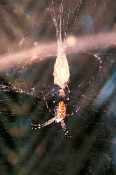Cyrtophora ZZ078