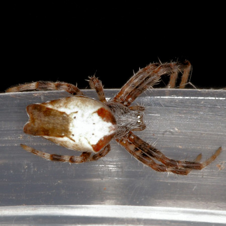 Cyrtophora