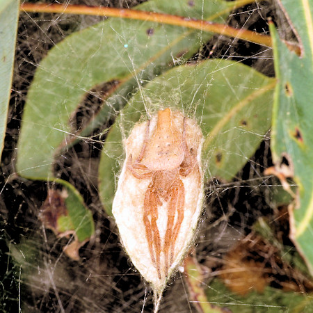 Cyrtophora exanthematica