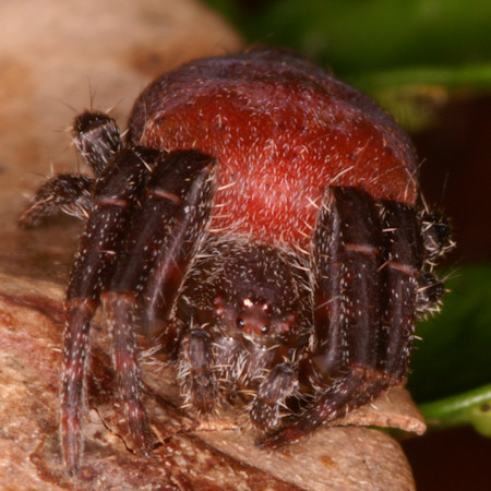 Cyrtophora exanthematica