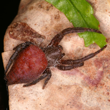 Cyrtophora exanthematica