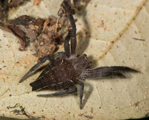 Cyrtophora exanthematica