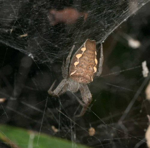 Cyrtophora exanthematica