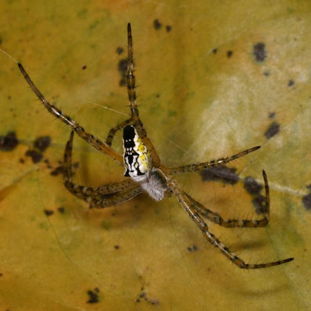 Cyrtophora_mollucensis