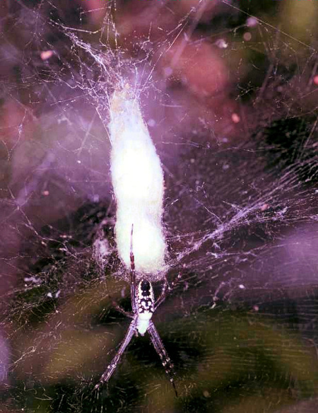 Cyrtophora mollucensis
