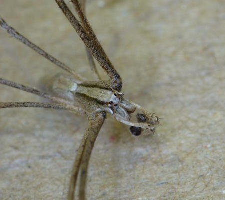 Avella angulata