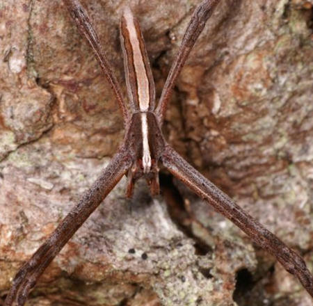 Avella angulata