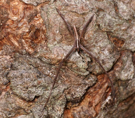 Avella angulata