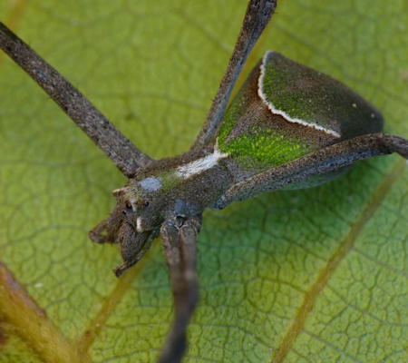 Avella despiciens