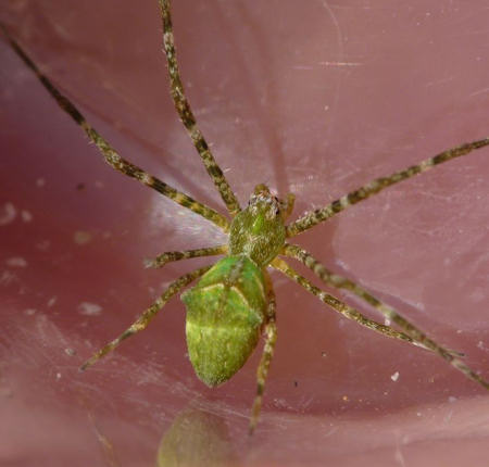 Avella despiciens