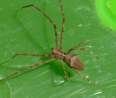 Avella despiciens