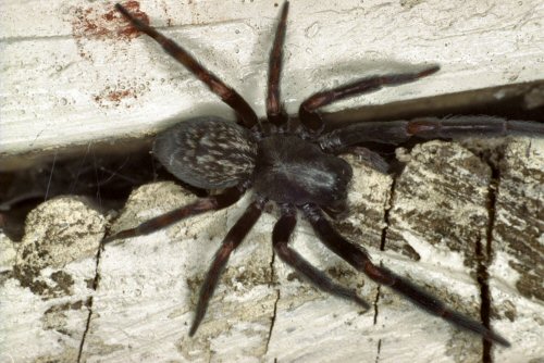 Bandumna sp.