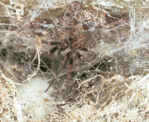 Badumna longinqua