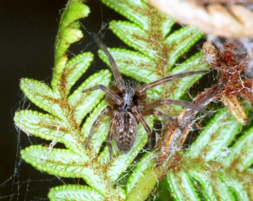 Badumna longinqua
