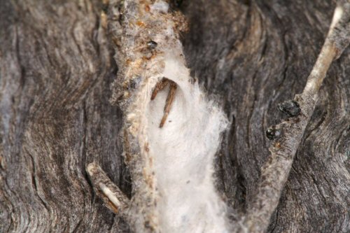 Phryganoporus nigrinus